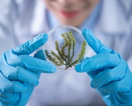 A scientist holding a petri dish containing a plant